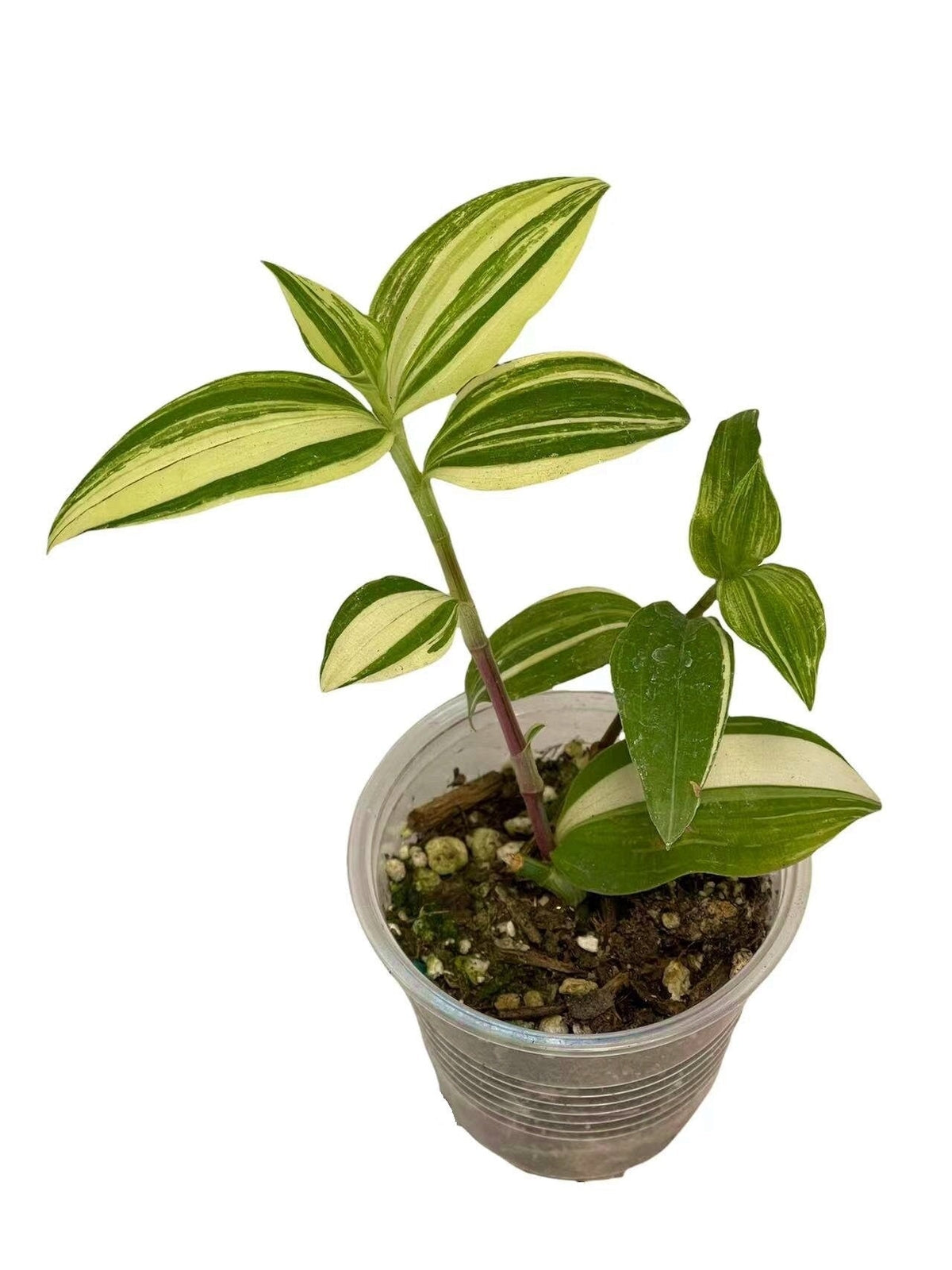 Cuttings/Rooted 2" pot Wandering Jew Tradescantia/Callisia - 15 cuttings mix