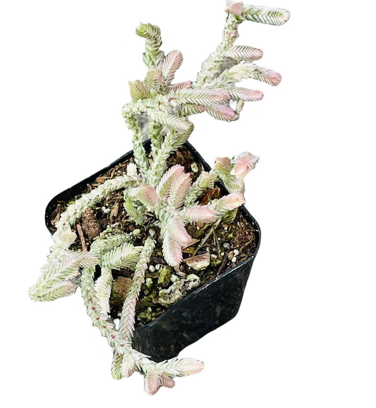 2”pot 4”pot Succulent Plants Crassula Muscosa Variegated Watch Chain