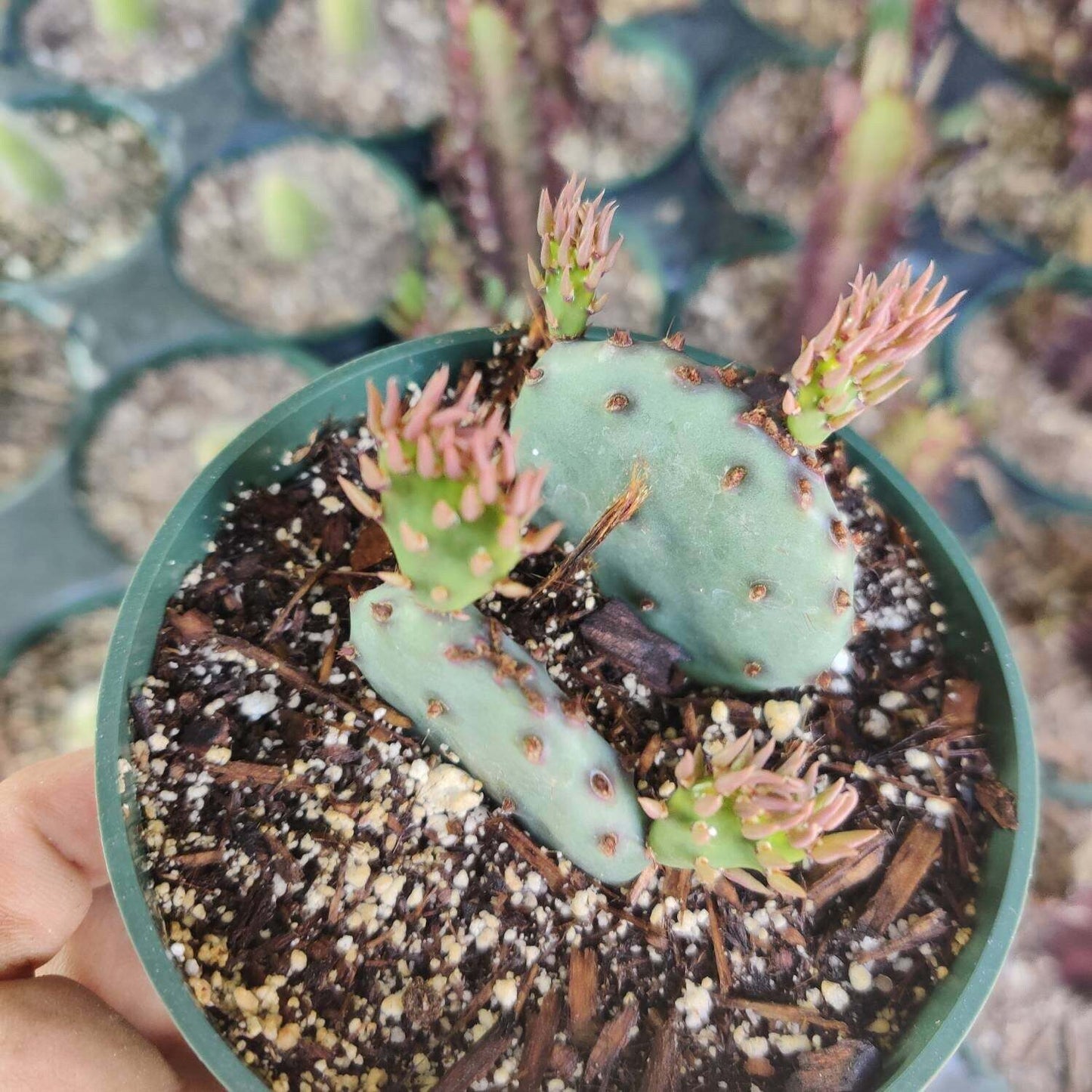 2”pot 4"pot Live purple color Opuntia Santa Rita - Variant 6