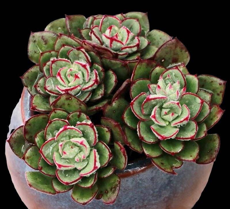 2"pot Echeveria 'Joan Daniels' - Default Title