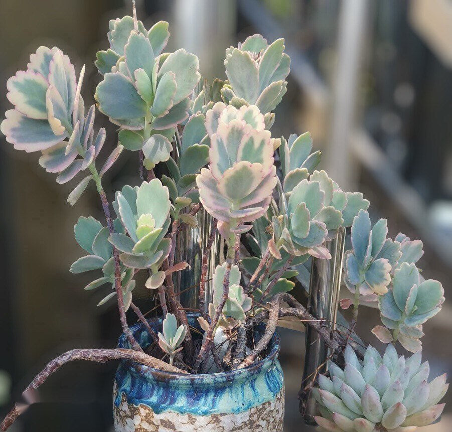 2" pot Kalanchoe Fedtschenkoi Variegated - Default Title