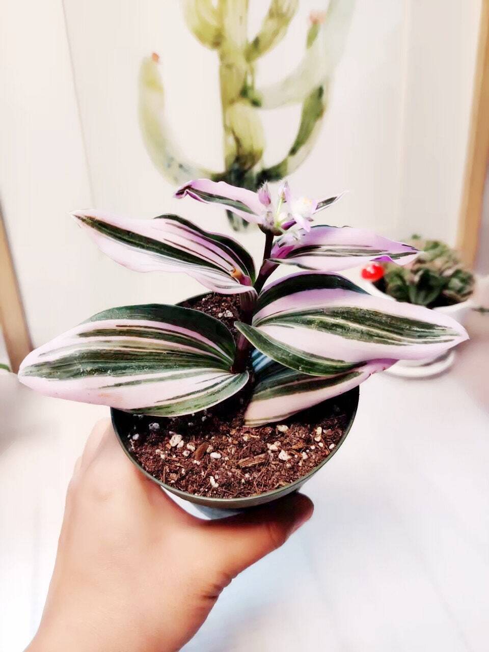 2.5"pot 4" pot live plants Tradescantia Nanouk - Variant 3