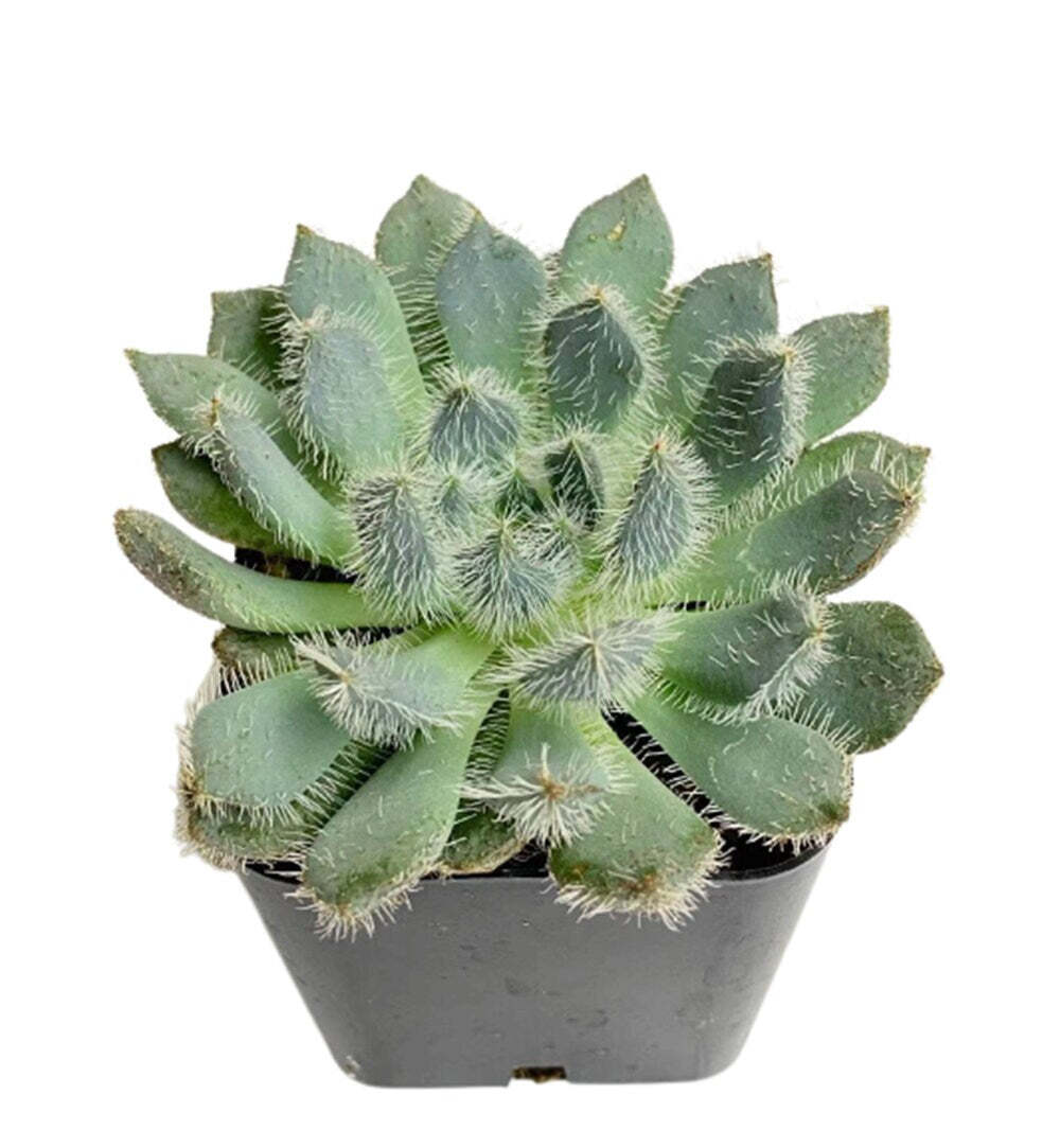2"pot Echeveria Setosa ‘Mexican Firecracker’ - Variant 2