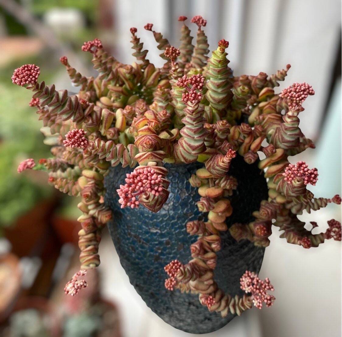 2"pot 4"pot Succulent Plants Crassula Jade Necklace Vine Rosary - Variant 5