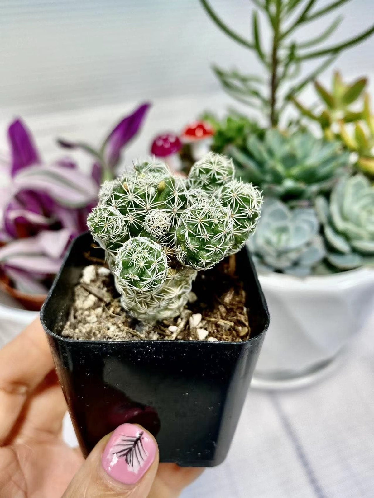 2"pot 4”pot Mammillaria gracilis fragilis Thimble Cactus - 4"pot