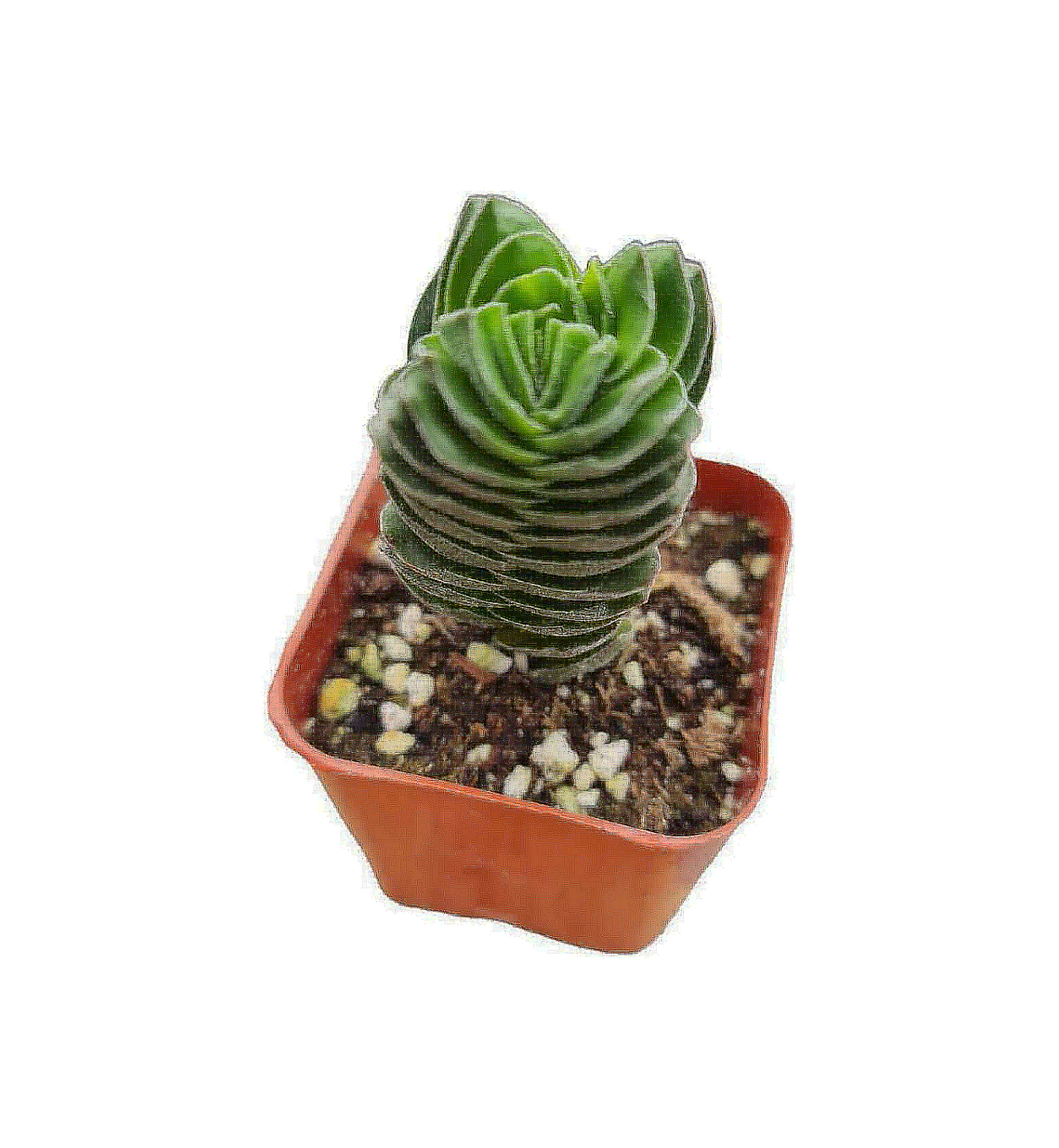 2" pot Succulent Plants Buddha Temple