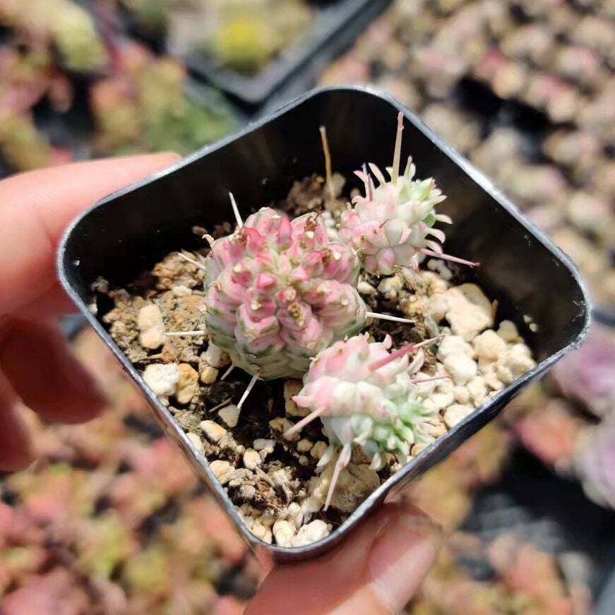 2" Corncob Cactus Euphorbia Mammillaris Variegata - Variant 2