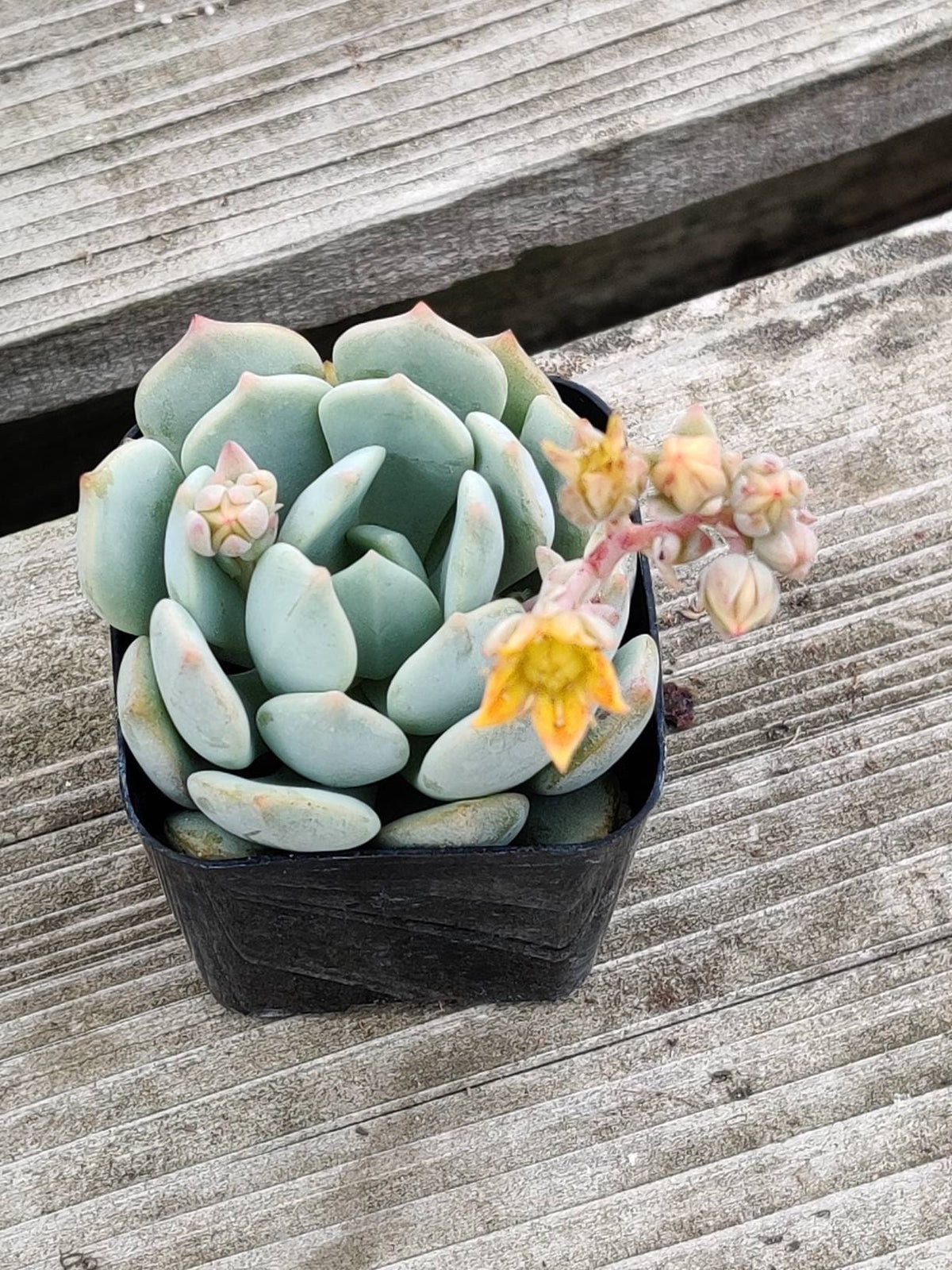 2"pot Echeveria Moonglow - Default Title