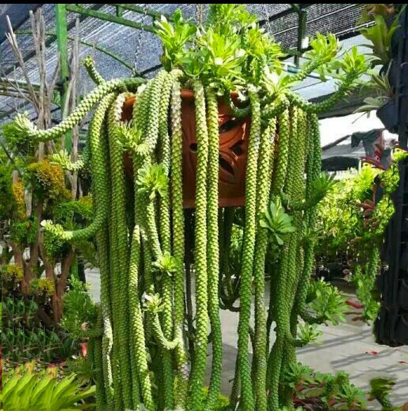 4”pot Succulent Plants Euphorbia guentheri - Default Title