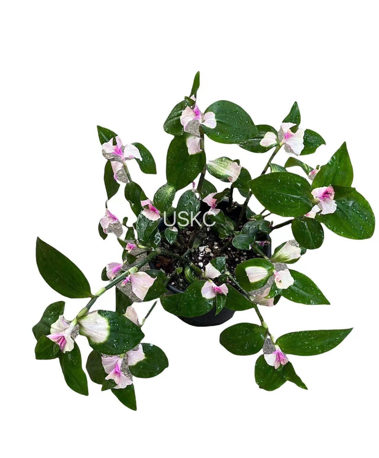 Cuttings Tradescantia Blushing Bride - 3 unrooted cuttings