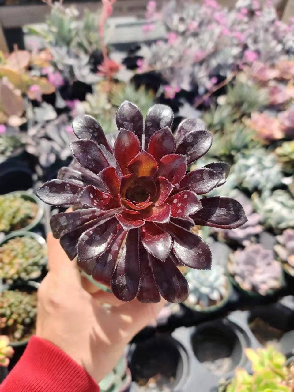2"pot 4” pot Succulent Plants Aeonium arboreum-Zwartkop - 2"pot