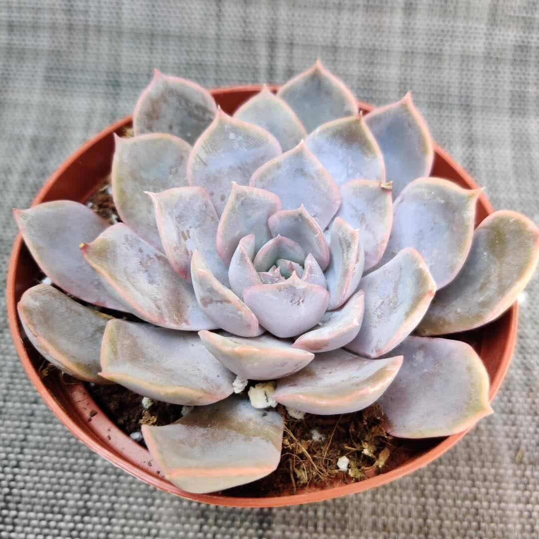 2"pot 4"potSucculent Plants Echeveria Orion - Variant 3