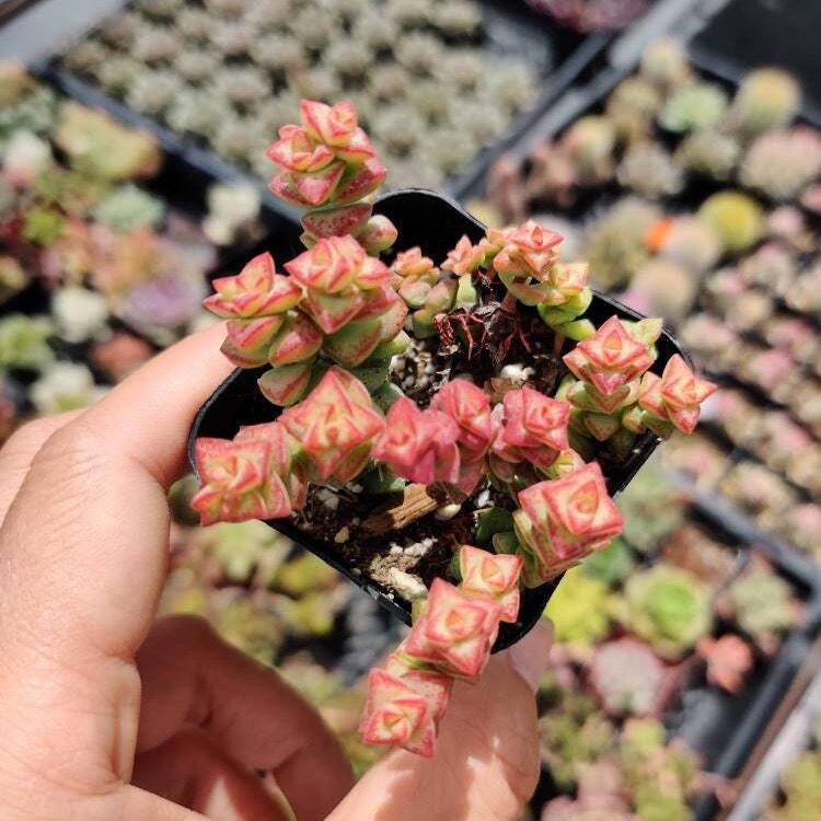 2” pot succulent Plants Crassula Tom Thumb - Variant 2