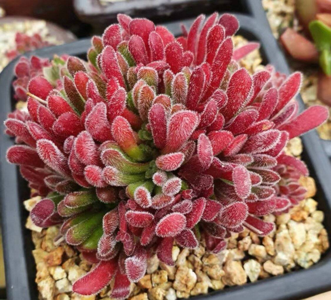 2”pot Succulent Plants Crassula Pubescens
