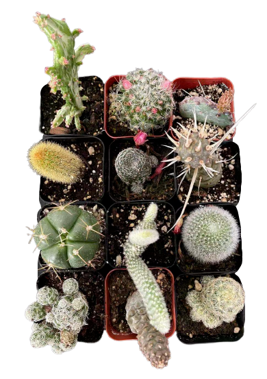 Live Cactus Plants collections Pine Cone/Opuntia/Monkey tail Cactus
