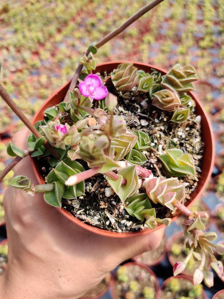 2"pot 4"pot Succulent Plants Tradescantia Navicularis - 2"pot
