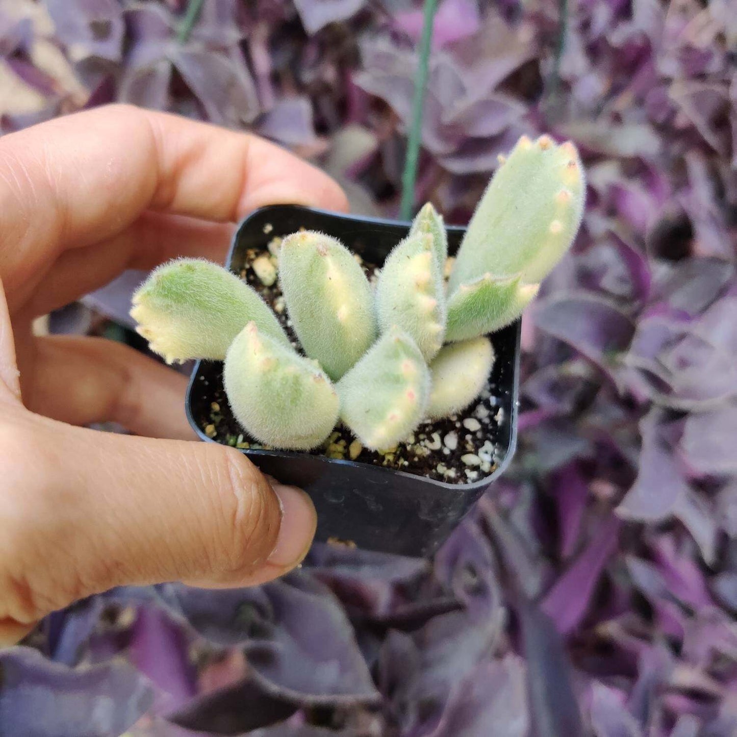 2”pot 4”pot Succulent Plants Cotyledon tomentosa "Bear's Paw" Variegated - Variant 6
