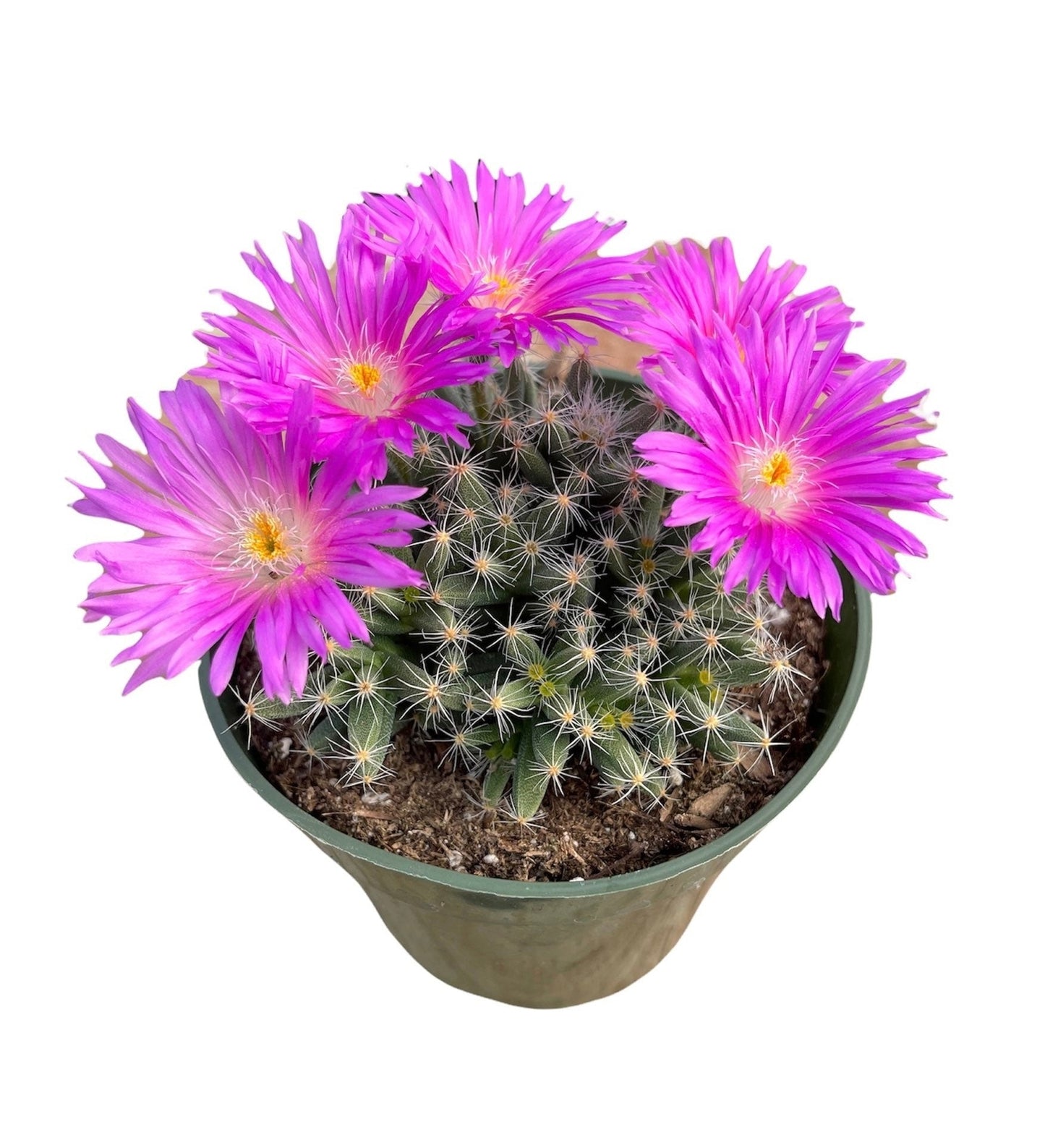 2” pot 4"pot Succulent Plants Trichodiadema densum - 4"pot