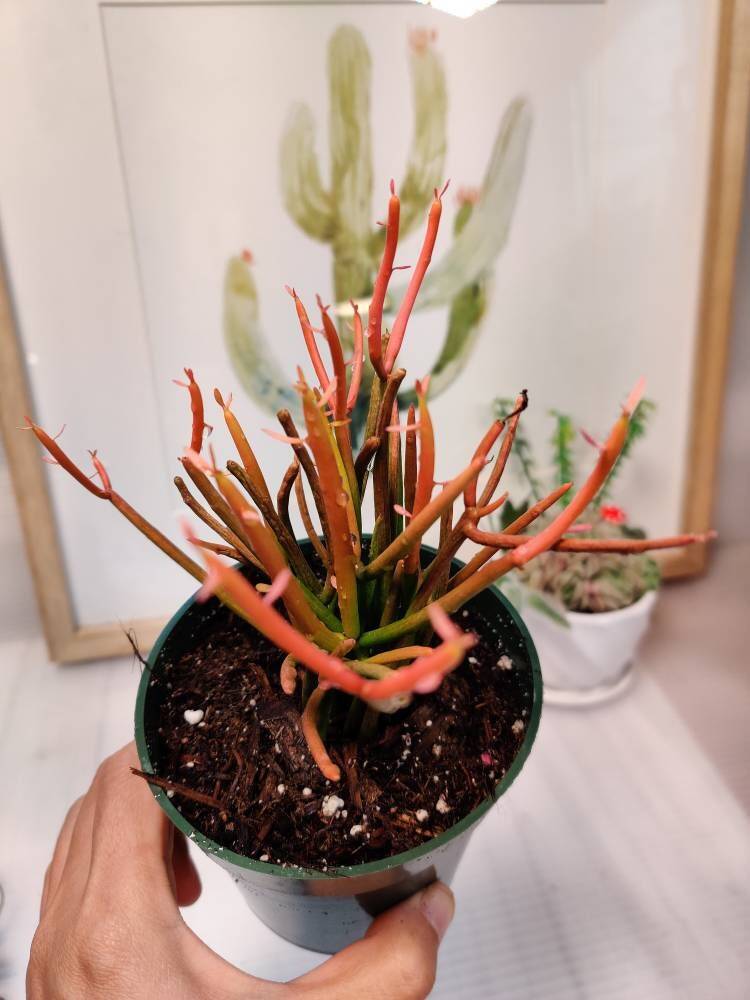 4" pot Euphorbia Tirucalli "Sticks On Fire" - Default Title