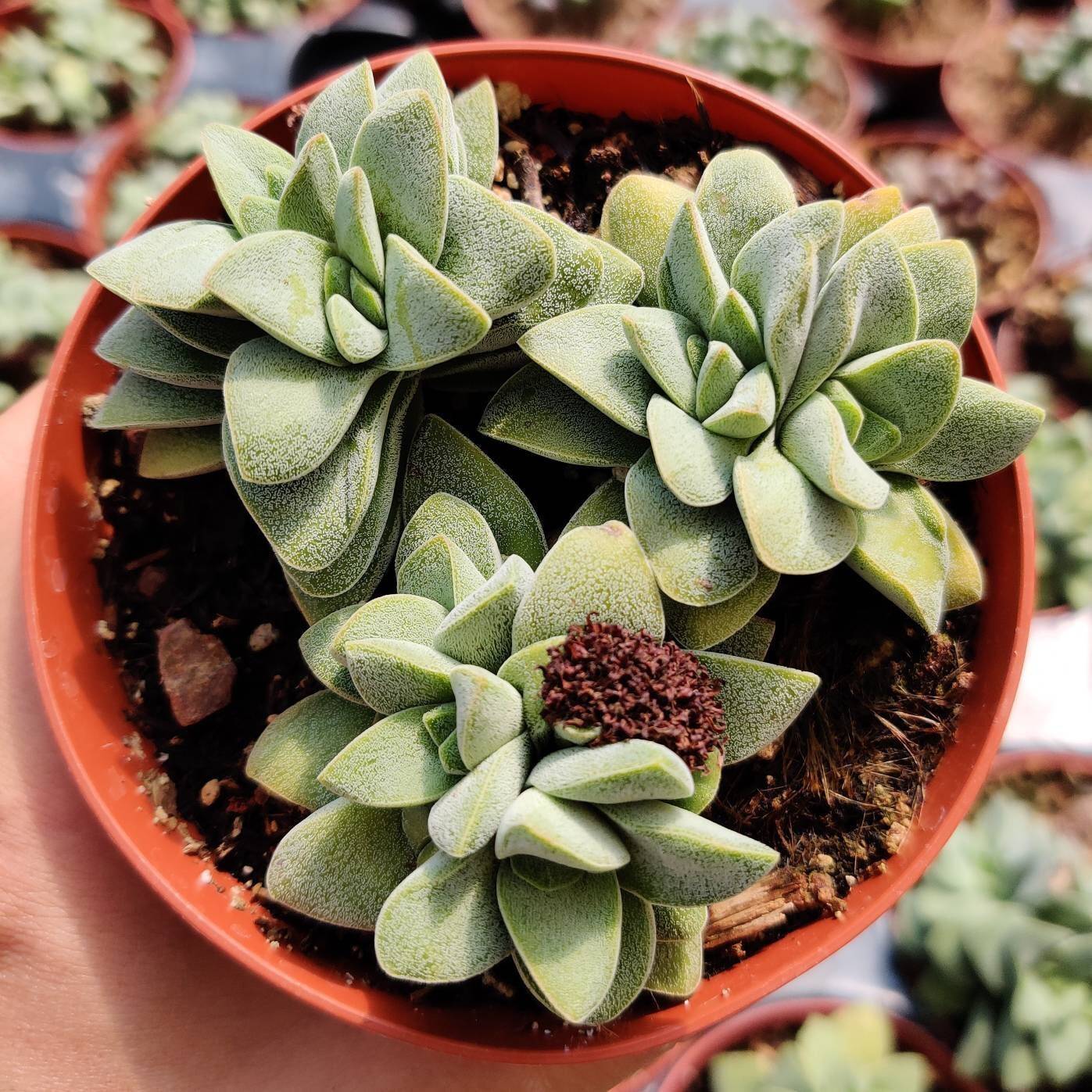 2"pot 4"pot Succulent Plant Crassula Morgan’s Beauty