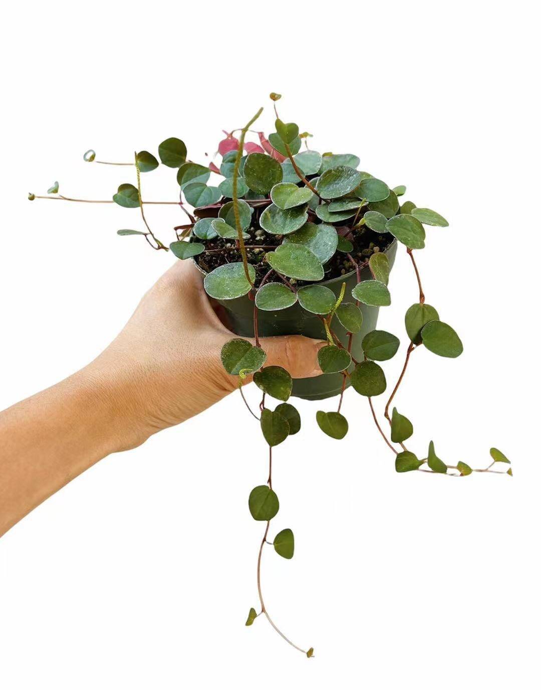 Leave cuttings Succulent Plants Peperomia Ruby Cascade - 2 piece cuttings