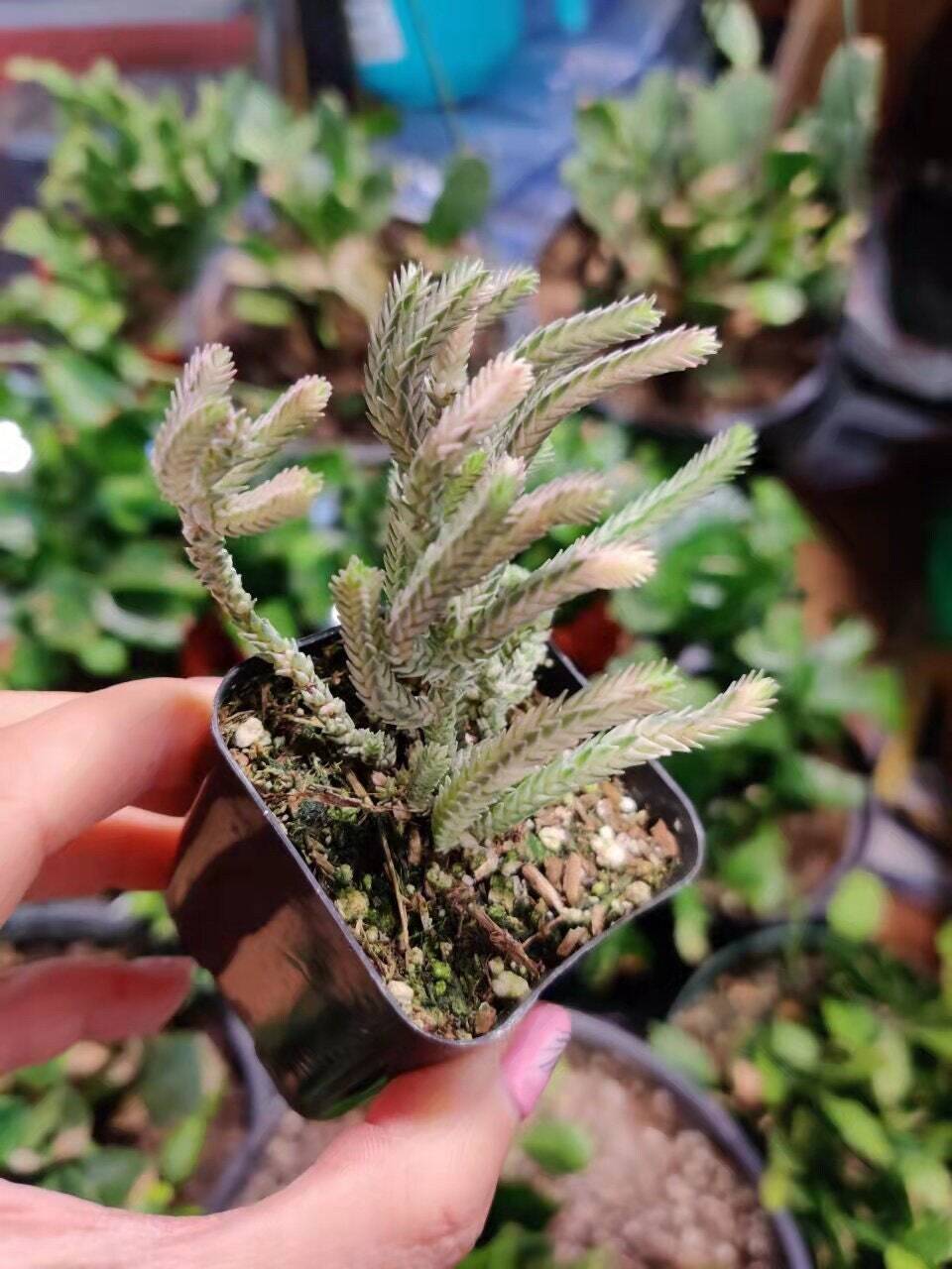 2”pot 4”pot Succulent Plants Crassula Muscosa Variegated Watch Chain - 2”pot