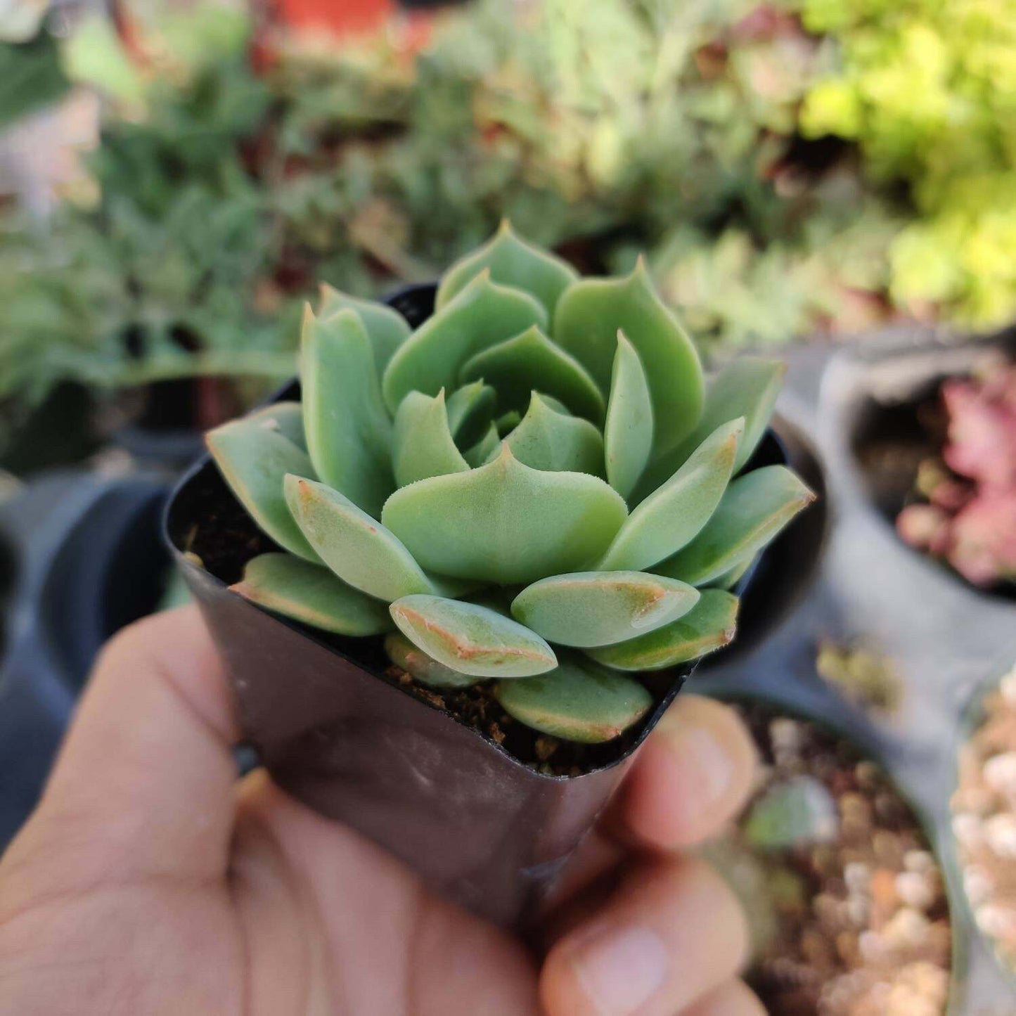 2” pot Echeveria mexican Hens And Chicks "Ramillette" - Variant 2