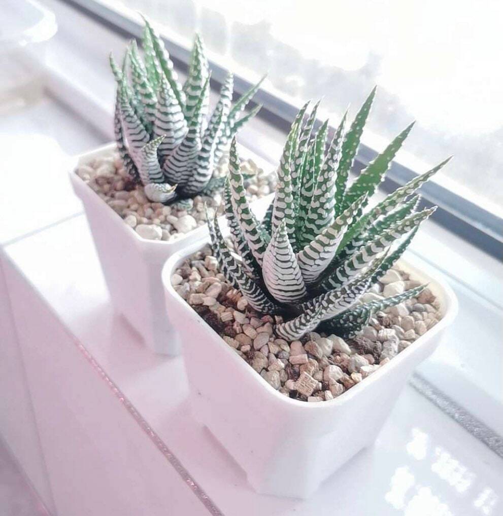 2”pot Succulent Plants Haworthia Faciata - Default Title