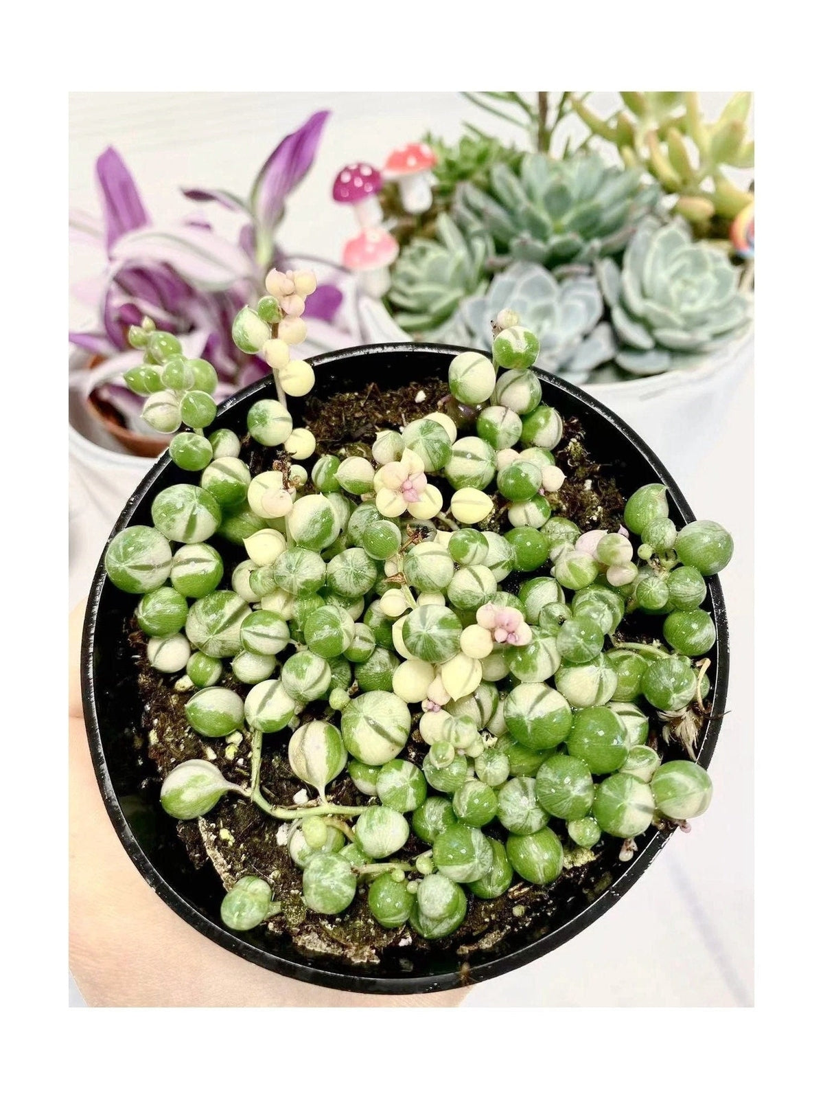 2"pot 2.5” pot 4"pot String of pearls variegated - 2"pot