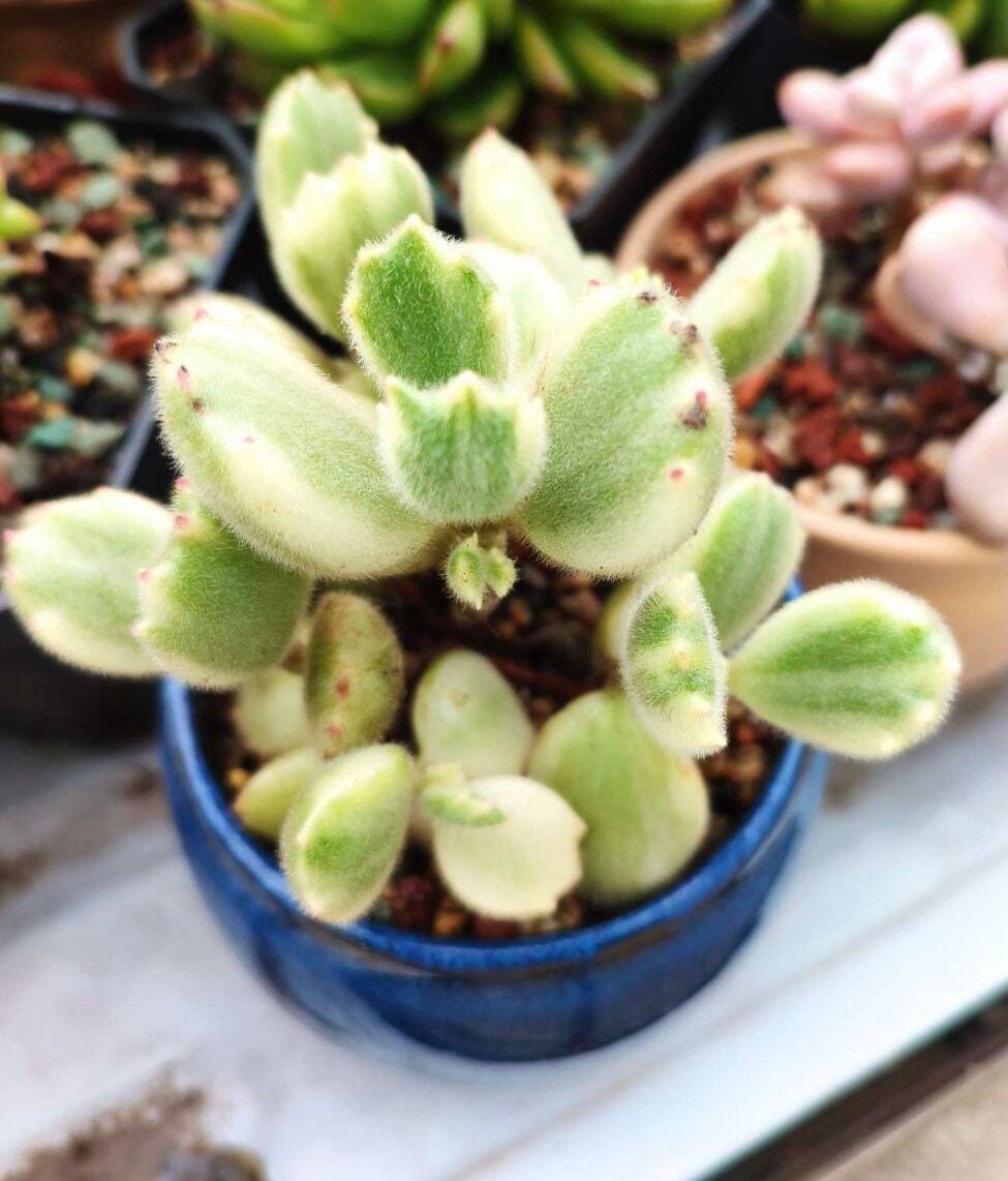 2”pot 4”pot Succulent Plants Cotyledon tomentosa "Bear's Paw" Variegated - Variant 3