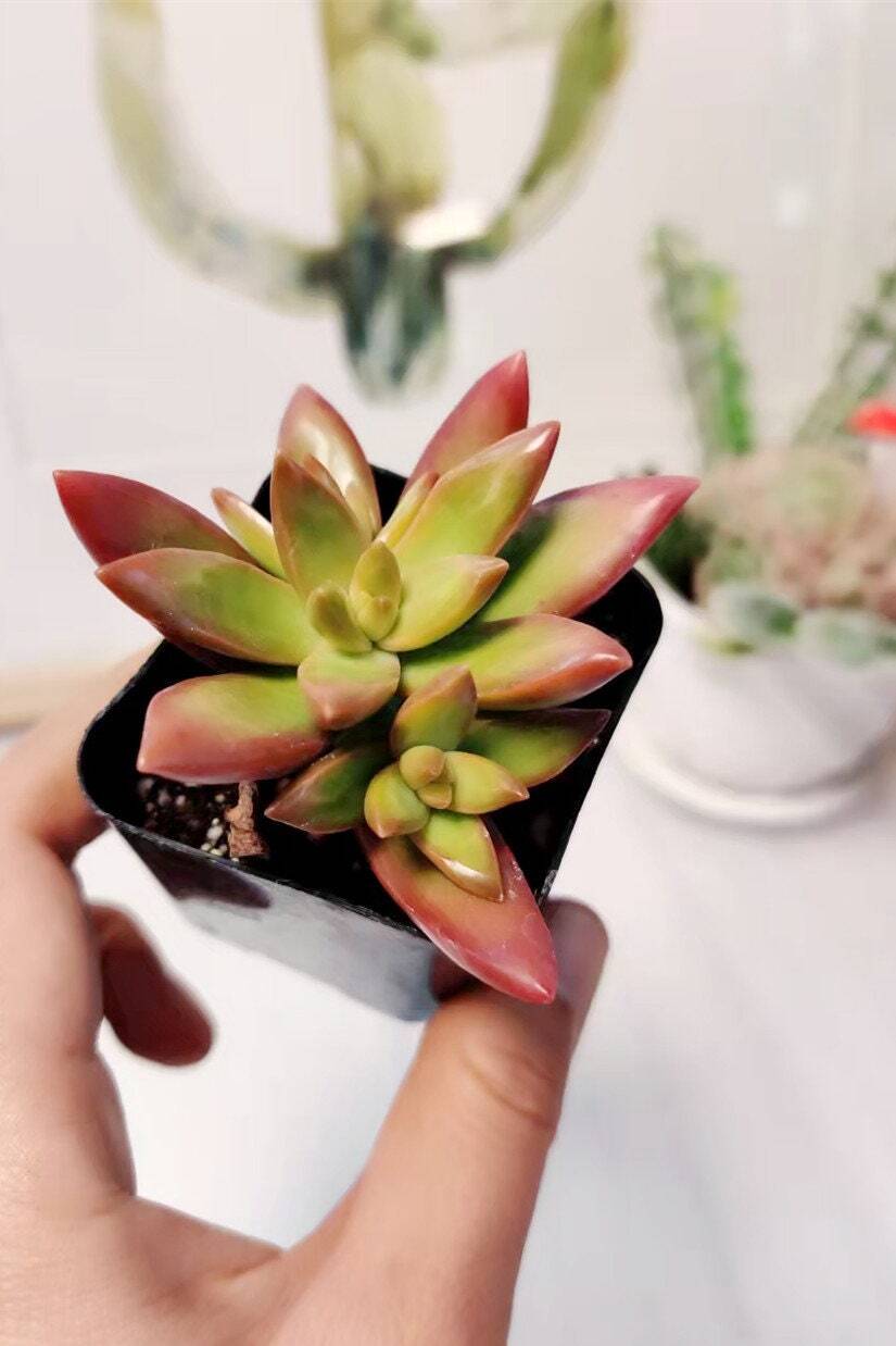 2"pot Sedum Adolphi Firestorm - Variant 3