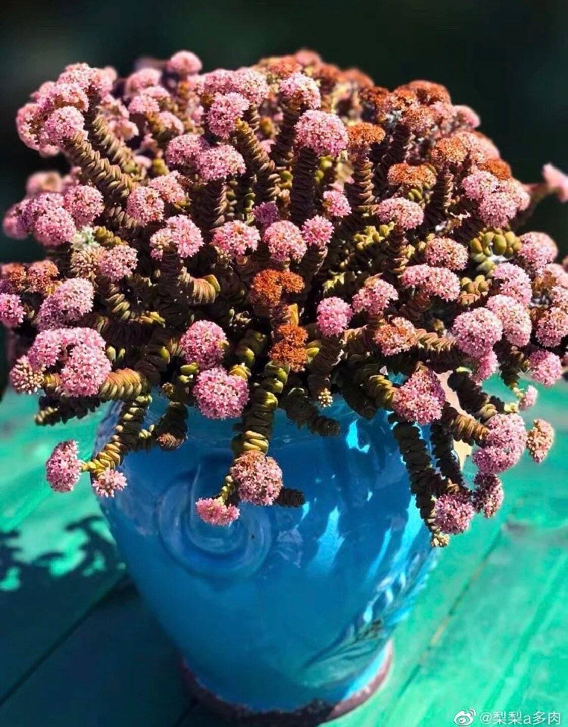 2"pot 4"pot Succulent Plants Crassula Jade Necklace Vine Rosary