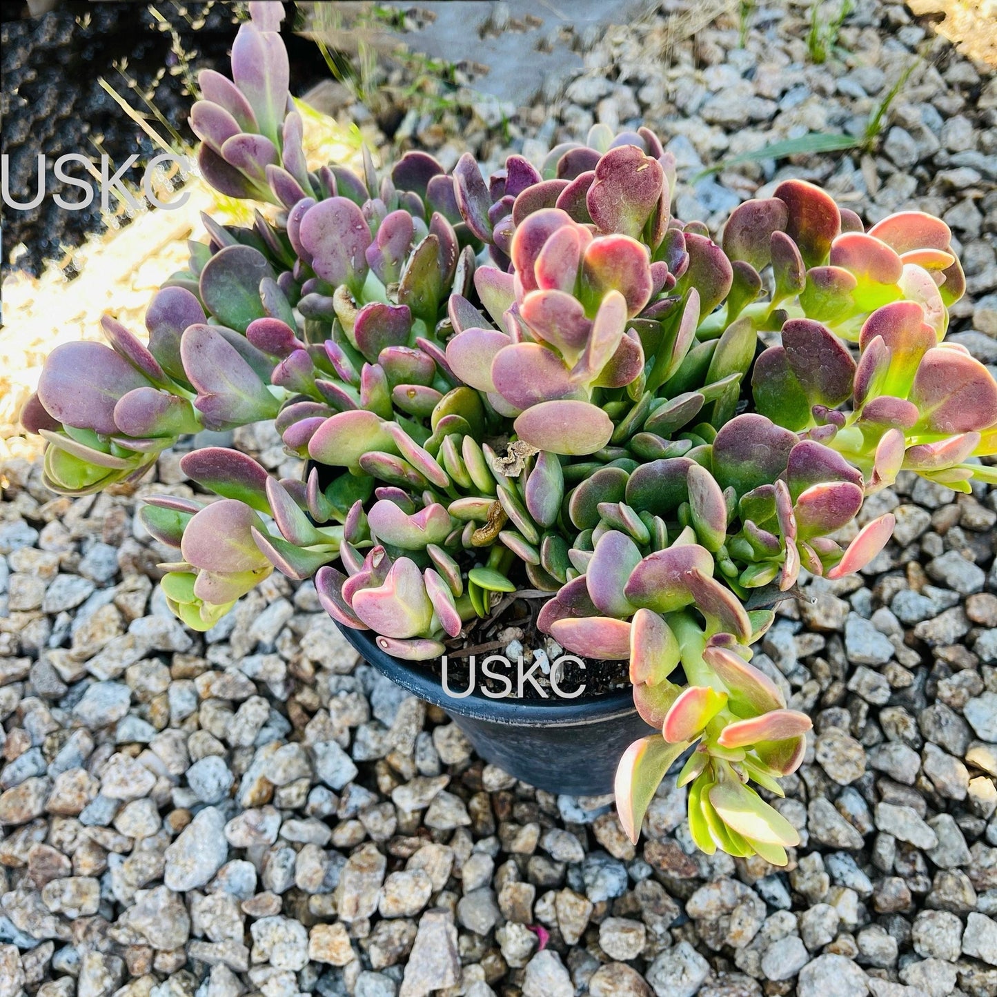 2” pot 4"pot Succulent plants Senecio jacobsenii Trailing Jade Purple - Variant 4