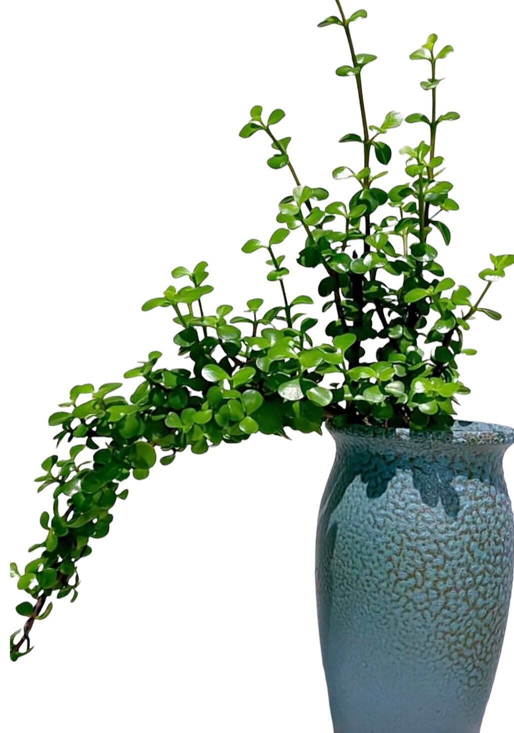 2” pot succulent Plants Elephant Bush - Default Title
