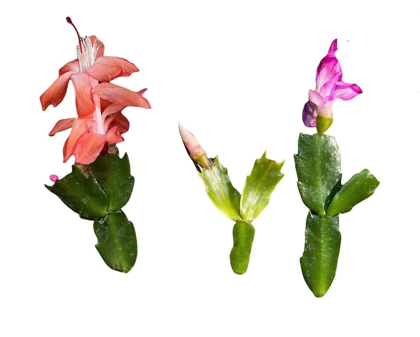 Unrooted Leave cuttings Thanksgiving cactus - 1pc- Olivia Orange