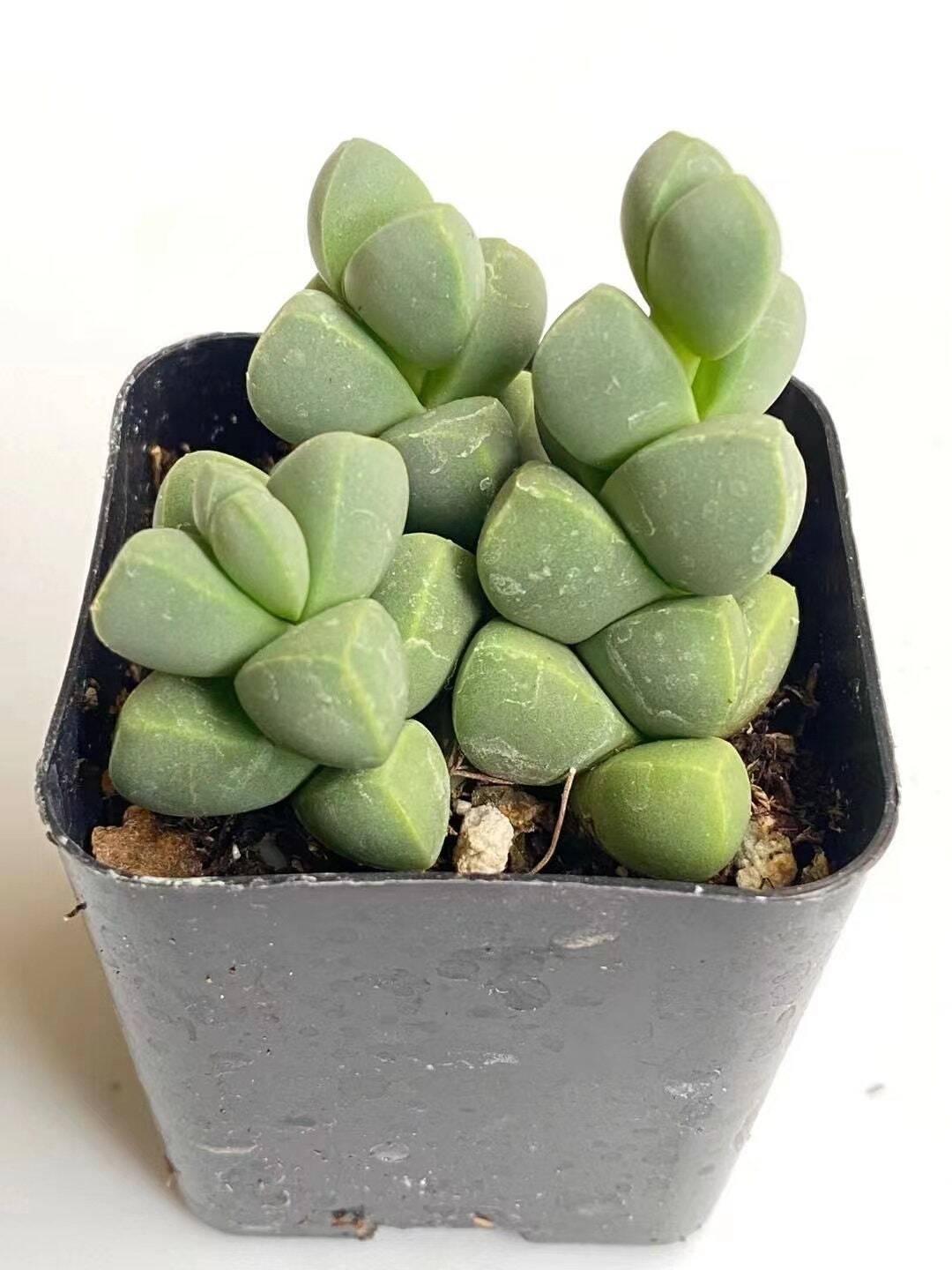 2"pot Succulents Corpuscularia Lehmannii Ice Plant