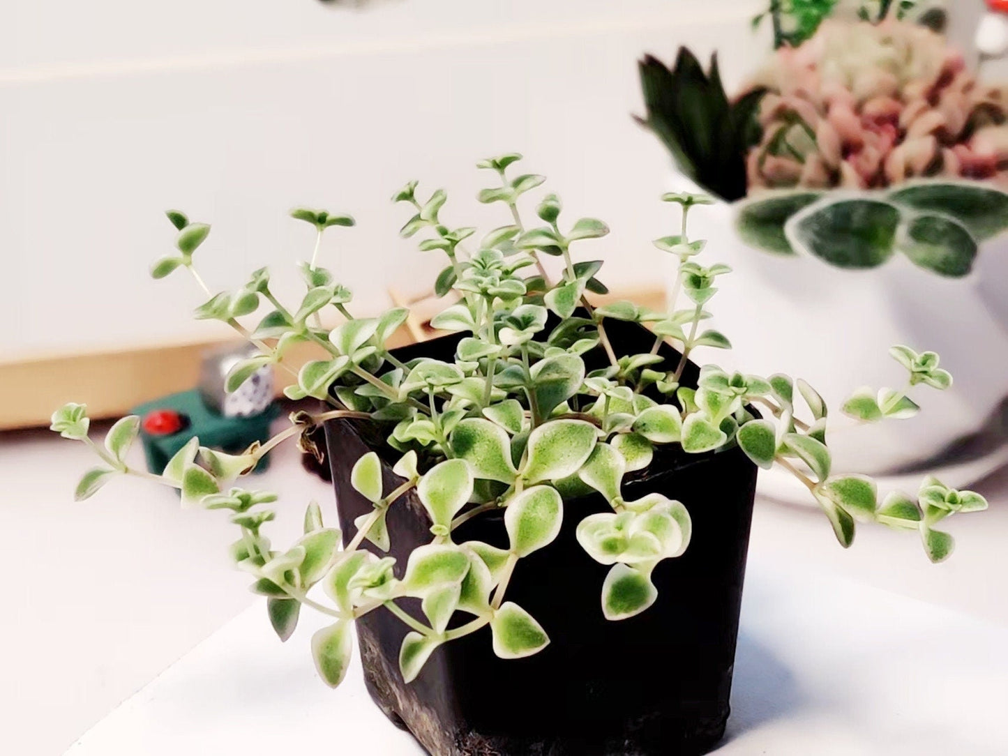 2”pot/4”pot Succulent Plants Sedum Little Missy - 4”pot