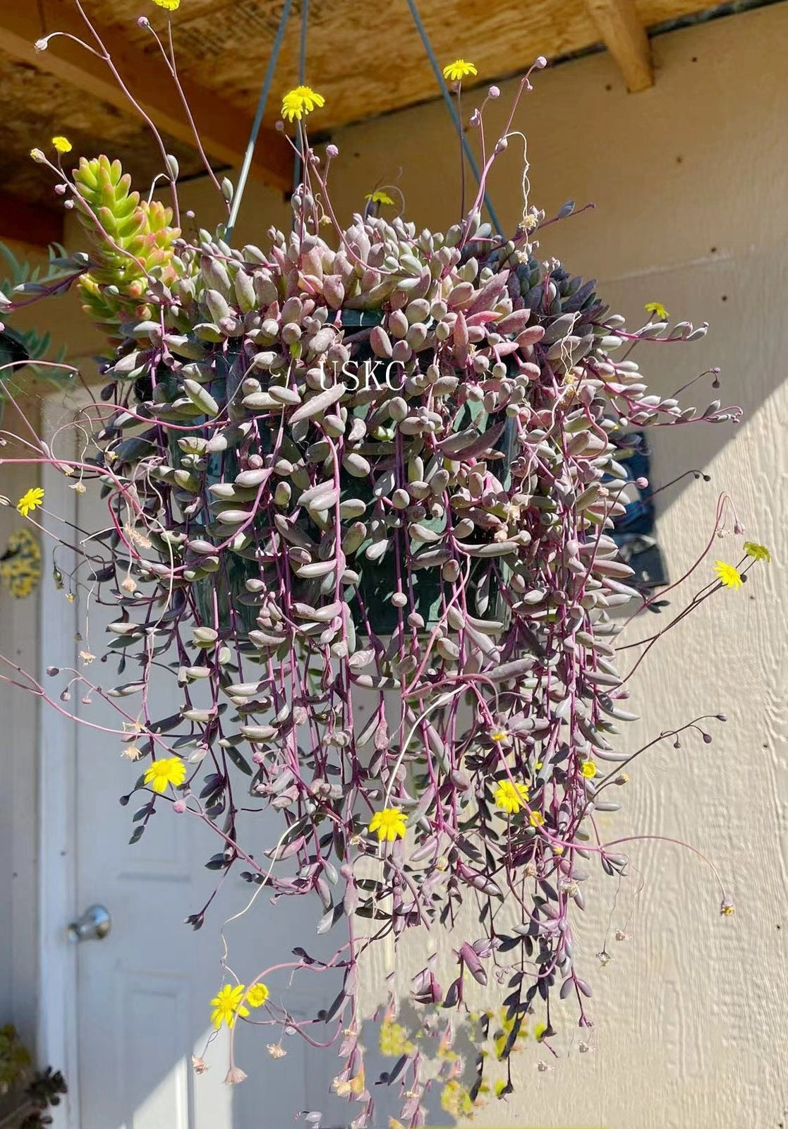 Cuttings/2" pot /4"pot Succulent Plants Othonna Capensis/Ruby Necklace - 4"pot