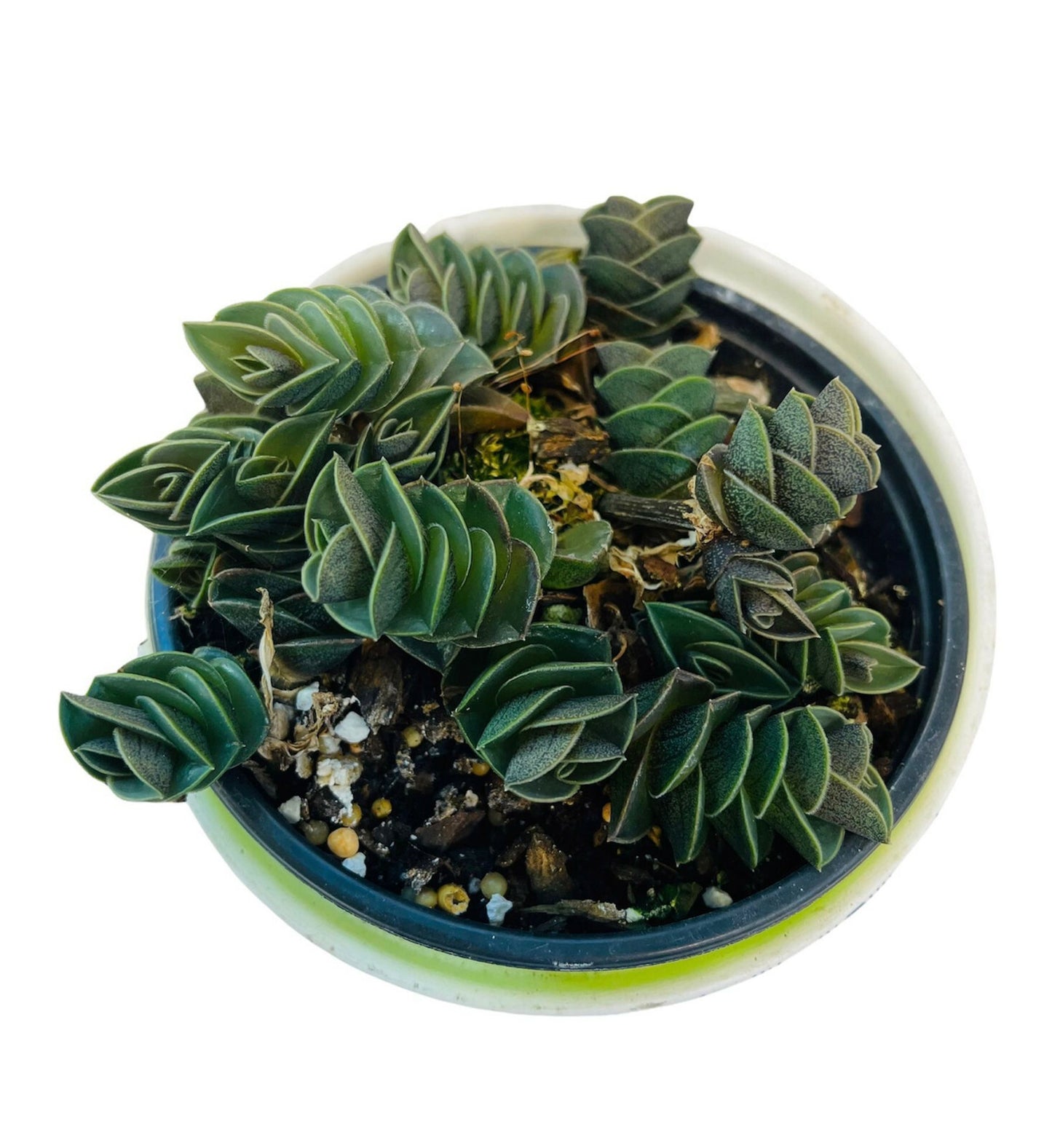 4" pot Live Succulent Plants Tradescantia Navicularis