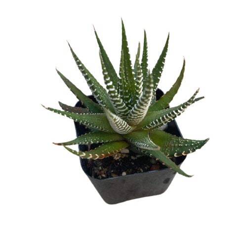 2”pot Succulent Plants Haworthia Faciata - Variant 5