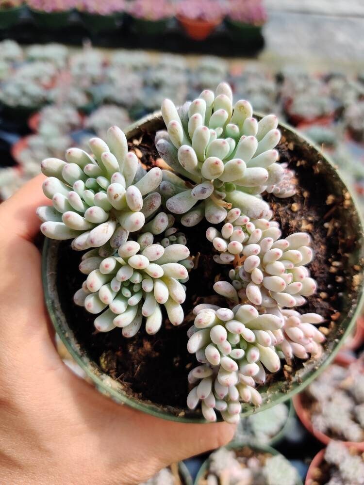 2"pot 4"pot Succulent Plants Graptopetalum Blue Beans - Variant 3