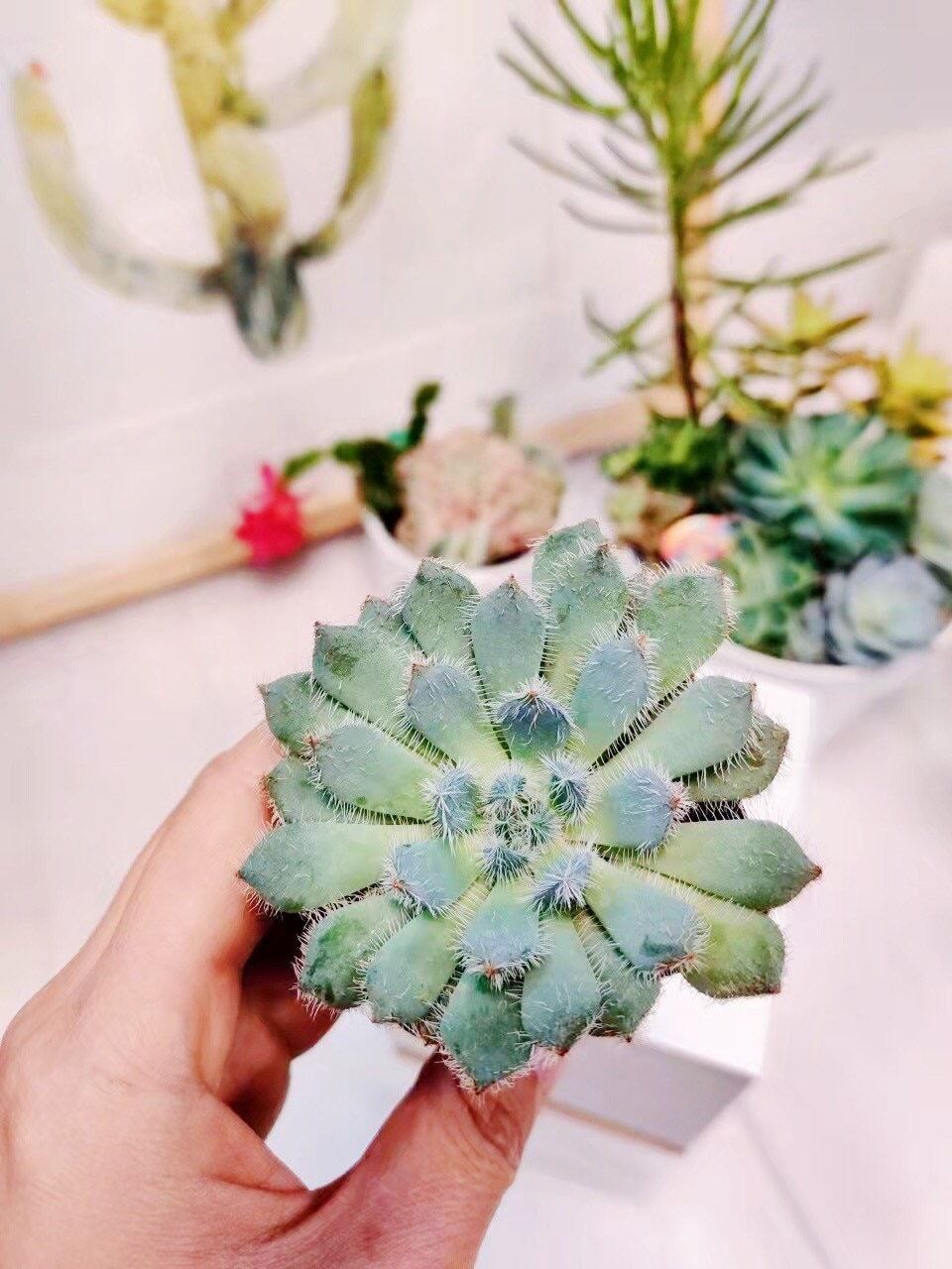 2"pot Echeveria Setosa ‘Mexican Firecracker’ - Variant 3