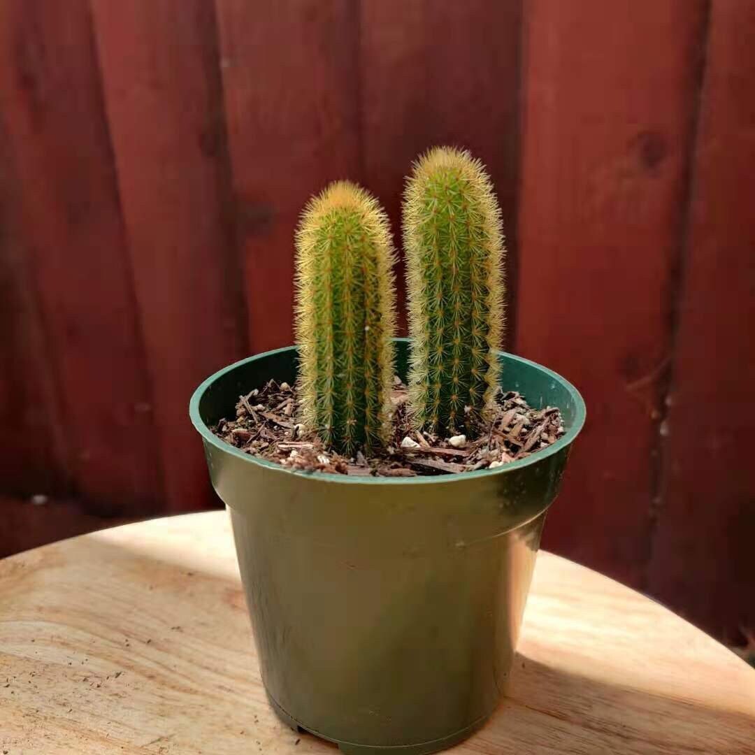 2”pot 4" pot Cactus Plants Golden Rat Tail - 4”pot