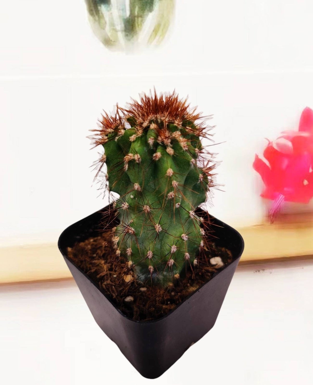 2"pot Cactus Plants Cereus Peruvianus Monstruose - Default Title