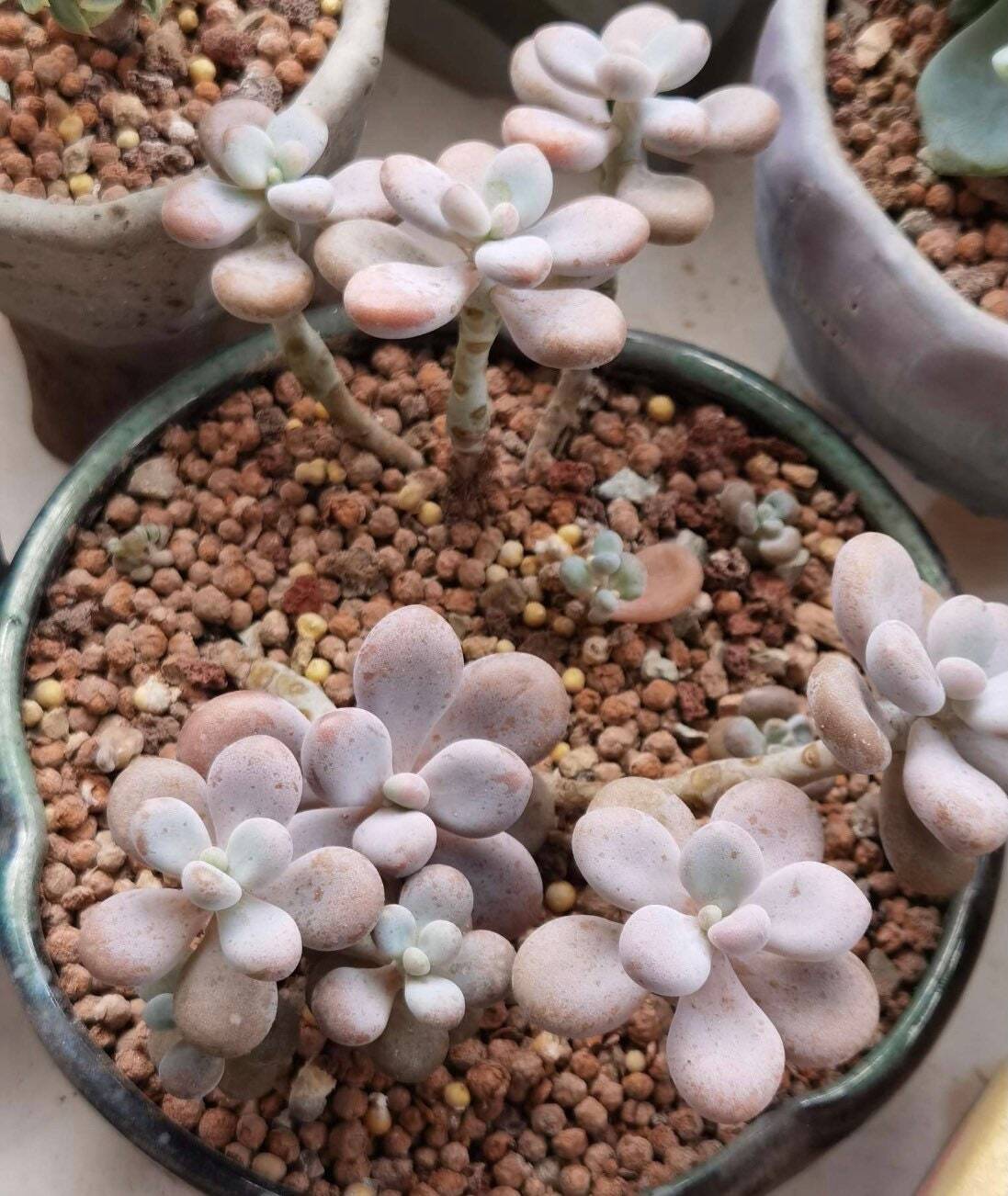 2" pot 4"pot Succulent Plants Pachyphytum Oviferum Pink Moonstones - Variant 5