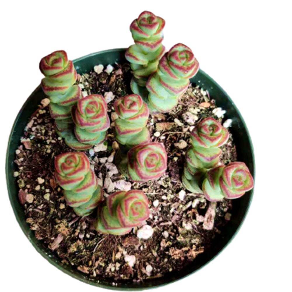 2"pot 4"pot Succulent Plants Crassula Jade Necklace Vine Rosary - Variant 6