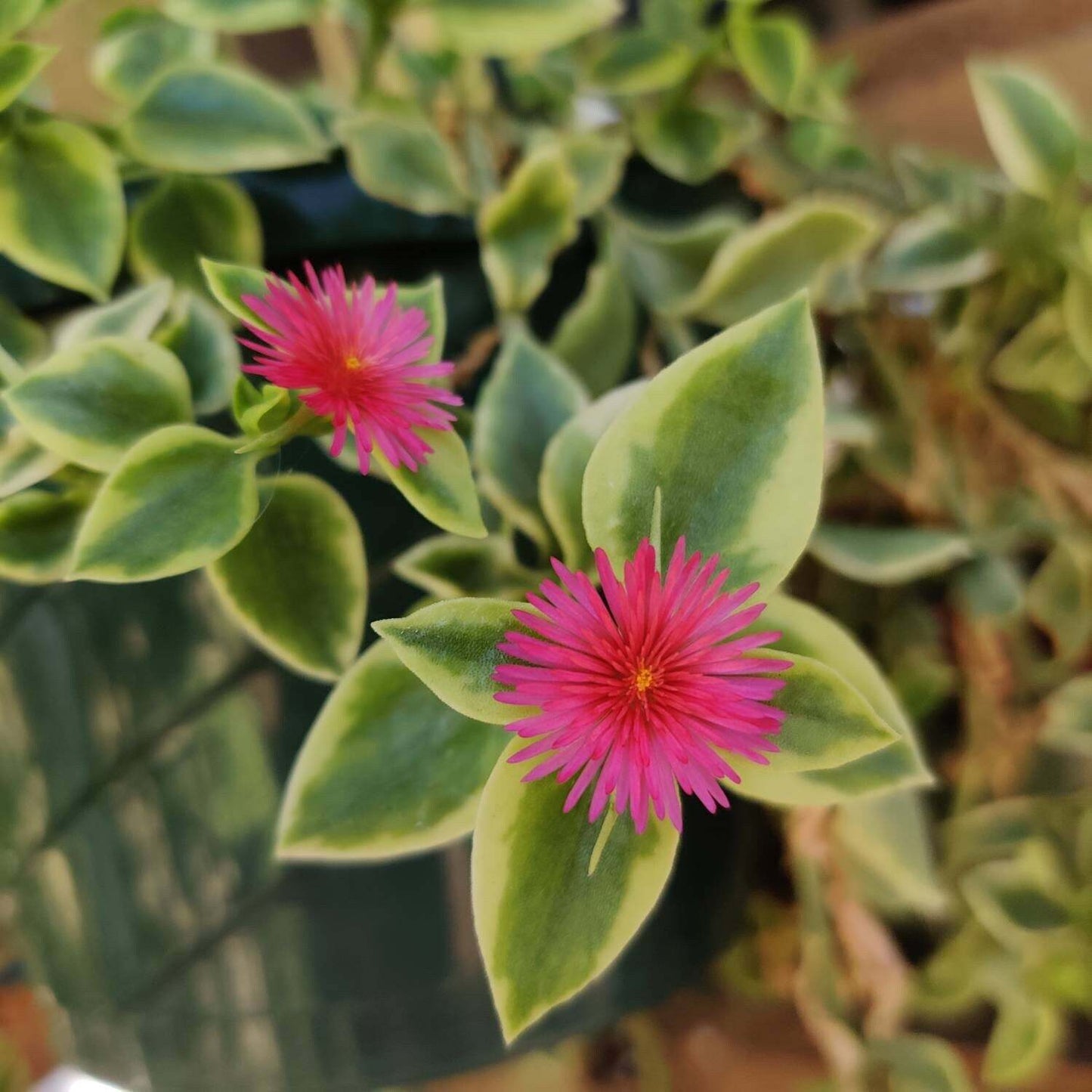 2"pot 4“pot Succulent Plants aptenia cordifolia variegata - Variant 5