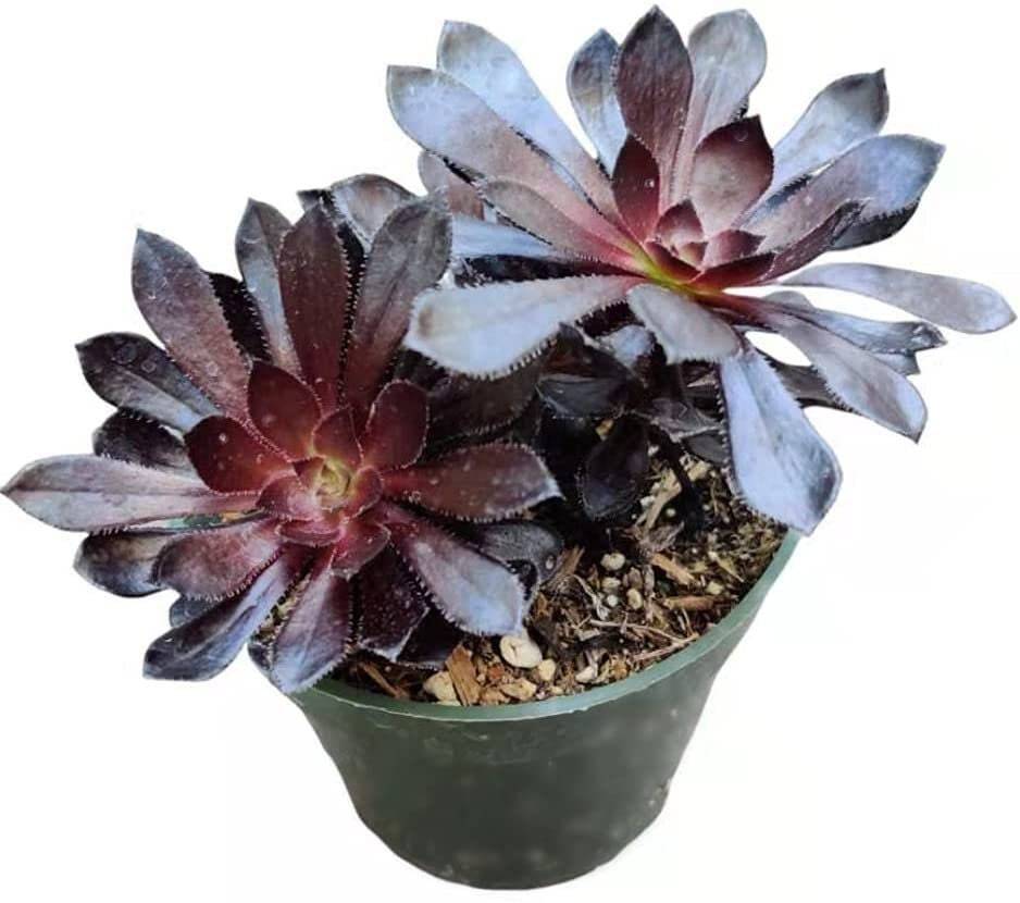2"pot 4” pot Succulent Plants Aeonium arboreum-Zwartkop - 4"pot two heads