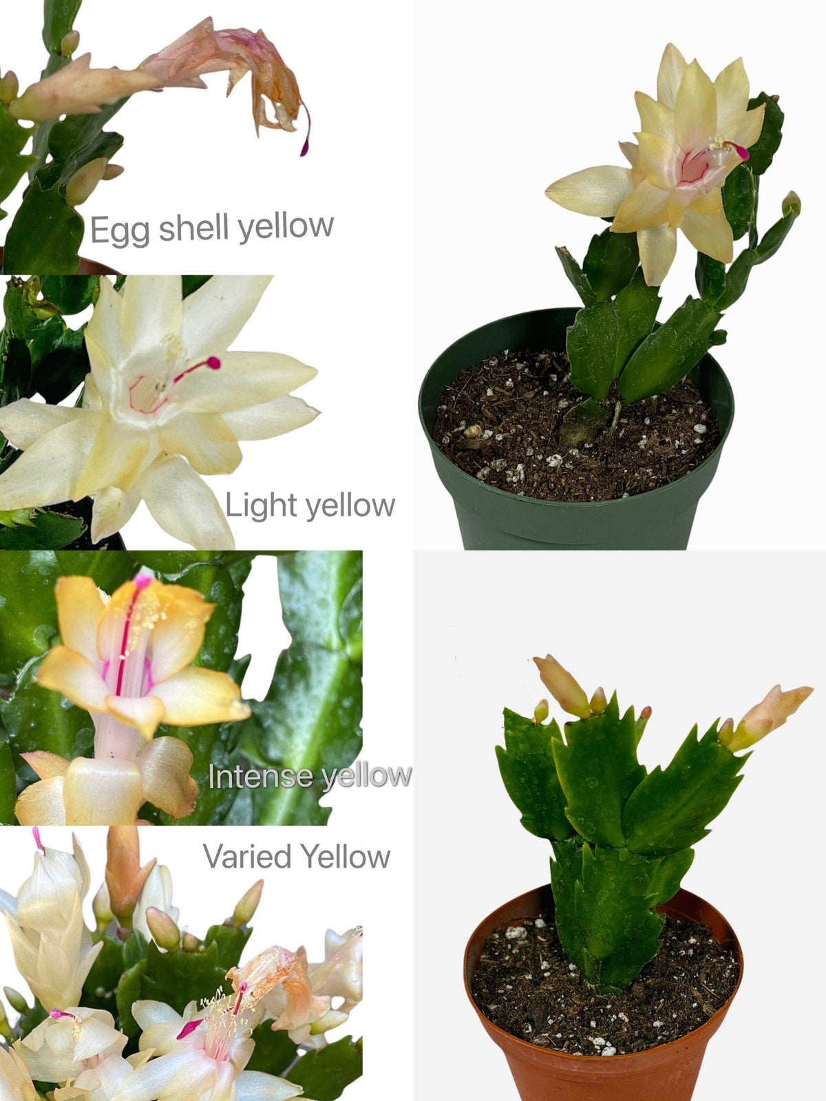 4”pot live plants thanksgiving Cactus rooted - Variant 5