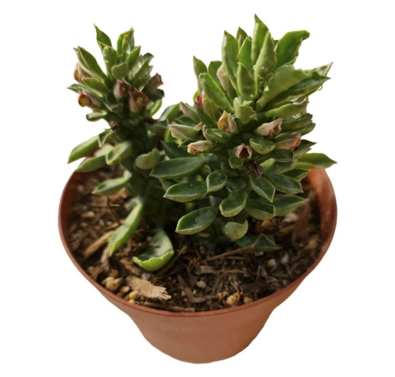 4"pot Succulent Plants Euphorbia guentheri
